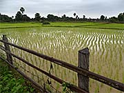 'Rice Paddies around Sanakham' by Asienreisender